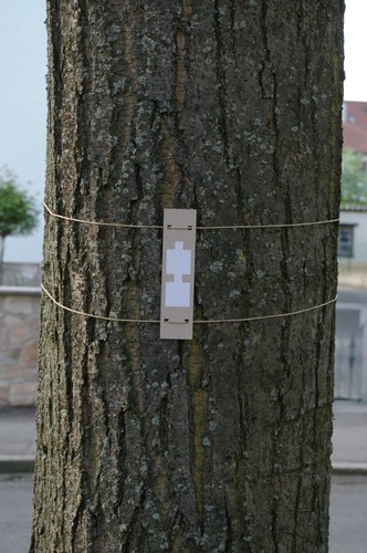 Baum 12  Ansicht 2