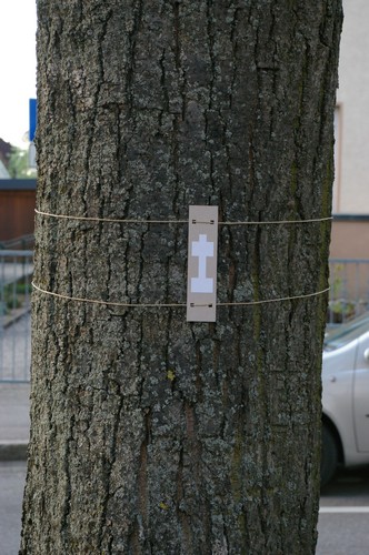 Baum 13  Ansicht 2