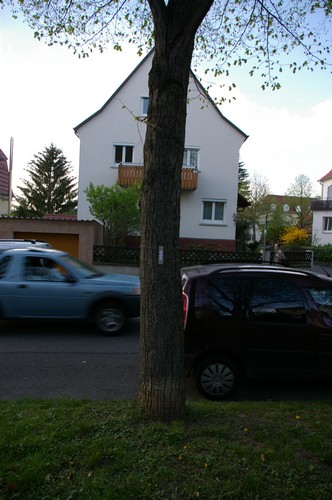 Baum 7  Ansicht 3