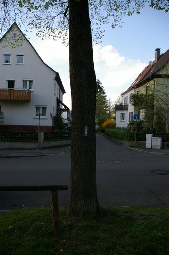 Baum 8  Ansicht 3