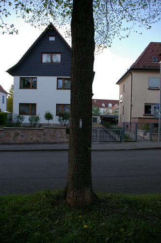 Baum 12  Ansicht 3